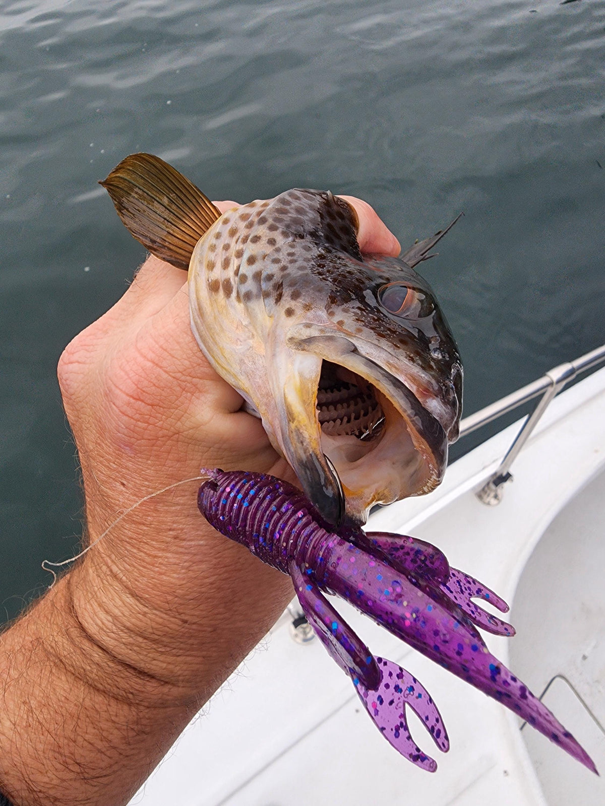 Saltwater Tube Baits Click Craw
