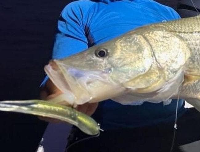 Clicker Tube Baits (2-Pack) OG Colors