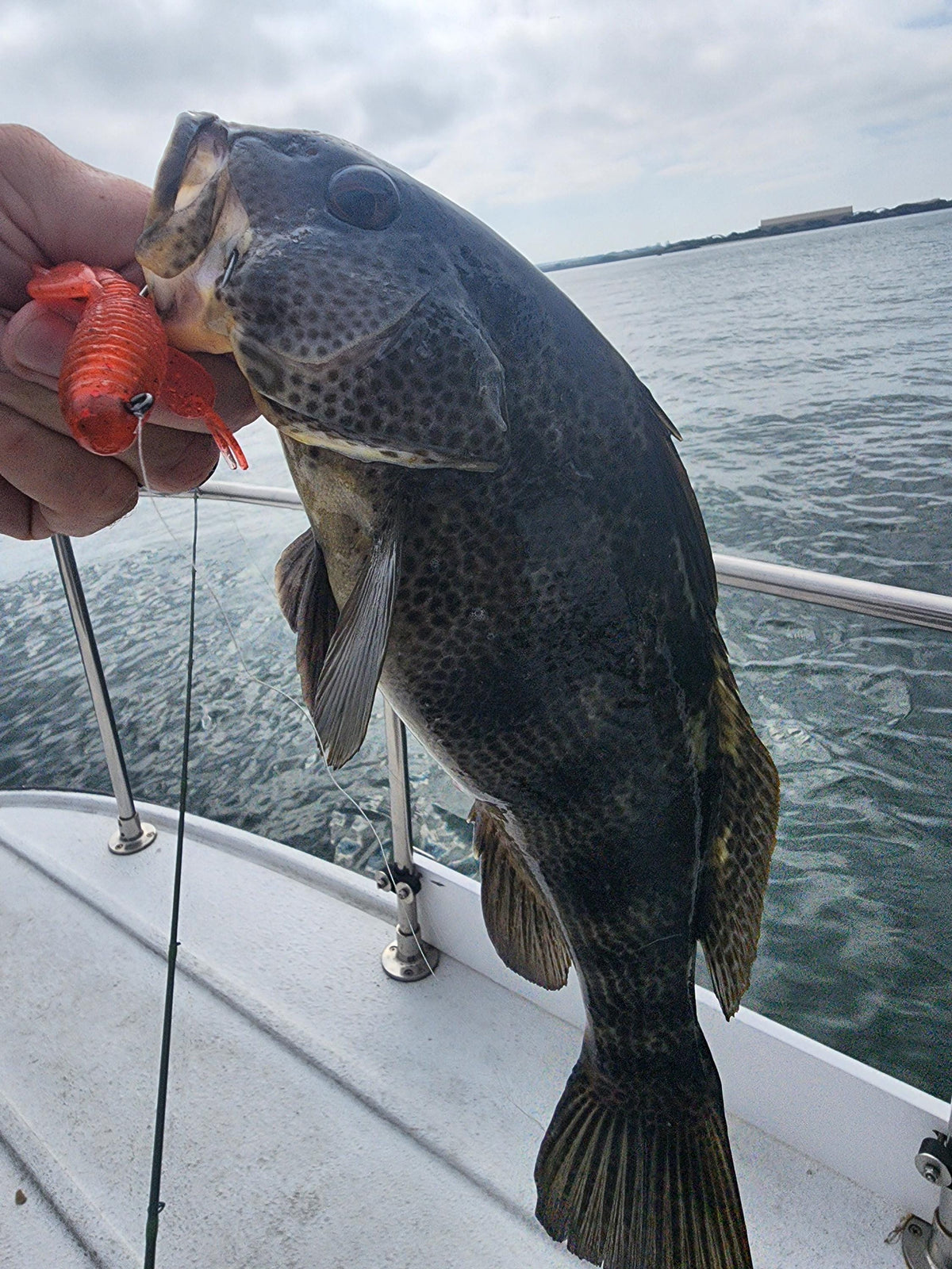 Saltwater Tube Baits Click Craw