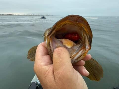 Saltwater Tube Baits Click Craw