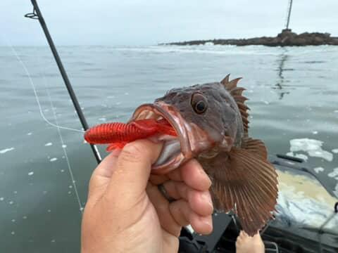 Saltwater Tube Baits Click Craw